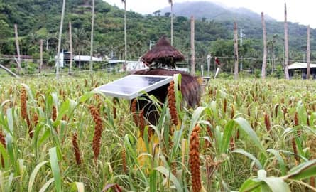 A few clever tricks to keep your orchard away from bird damage