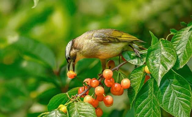 Intelligent laser bird repellent to solve agricultural bird damage