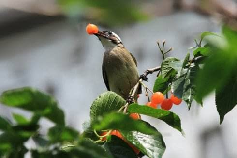 Is an ultrasonic bird repellent useful?
